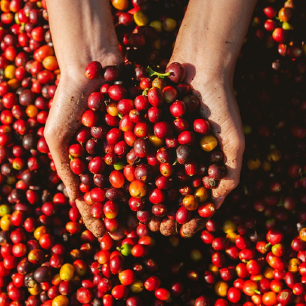 coffee sourcing