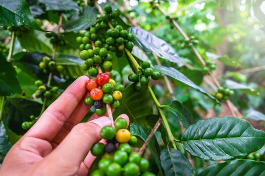 coffee farm in kenya